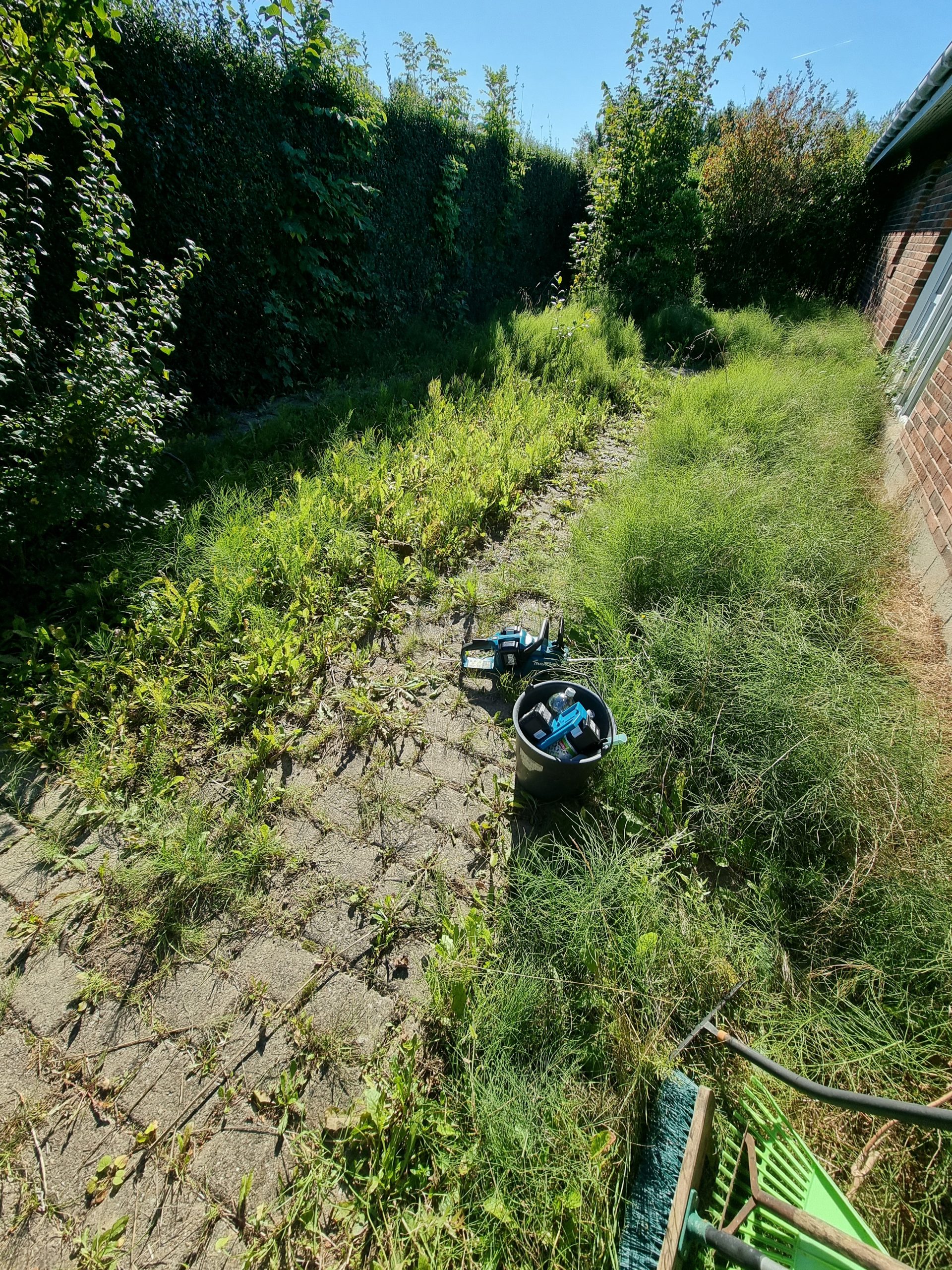 En flisebelagt havegang ved et murstenshus, der er dækket af ukrudt og vildtvoksende græs, som trænger til professionel vedligeholdelse.